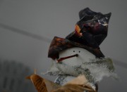 image for Rabbit In the Window